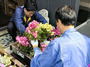 花壇の植替え　画像