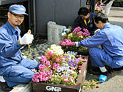 花壇の植替え　画像